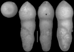 Ellipsoidella tappanae Hayward & Van Kerckhoven, 2012. Holotype