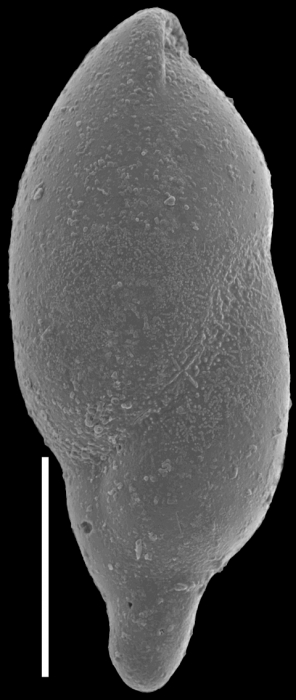 Ellipsopolymorphina curta (Cushman, 1926) Identified specimen Ellipsopolymorphina curta (Cushman, 1926) Identified specimen