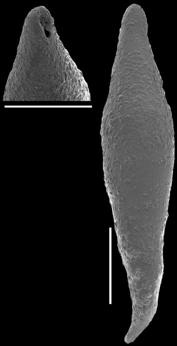 Laterohiatus acus (Cushman & Bermudez, 1937). identified specimen Laterohiatus acus (Cushman & Bermudez, 1937). identified specimen