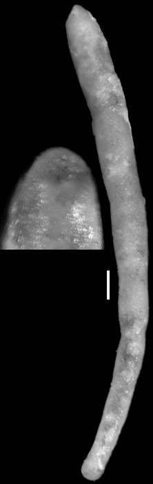 Nodosarella texana Cushman, 1938. Holotype Nodosarella texana Cushman, 1938. Holotype