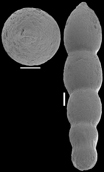 Nodosarella balearica Colom, 1956 Nodosarella balearica Colom, 1956