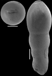 Nodosarella frequens (Storm, 1929) Identified specimen