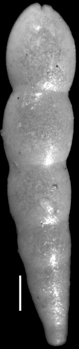 Nodosarella paleocenica Cushman & Todd, 1946. Holotype Nodosarella paleocenica Cushman & Todd, 1946. Holotype
