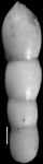 Nodosarella advena Cushman & Siegfus, 1939. Holotype