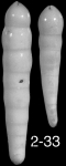 Nodosarella inaequalis (Silvestri, 1901) Identified specimen
