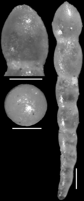 Nodosarella gracillima Cushman, 1933. Holotype Nodosarella gracillima Cushman, 1933. Holotype