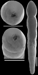 Nodosarella gracillima Cushman, 1933. Identified specimen