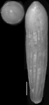 Nodosarella kohli Hayward & Van Kerckhoven, 2012. Holotype