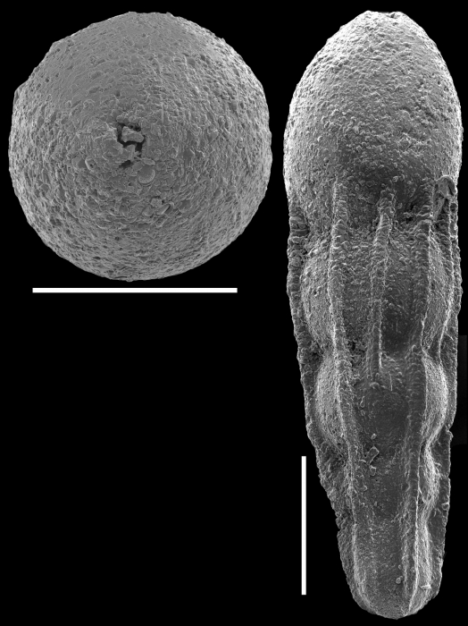 Nodosarella kohli Hayward & Van Kerckhoven, 2012. Paratype Nodosarella kohli Hayward & Van Kerckhoven, 2012. Paratype