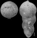 Nodosarella kugleri Cushman & Renz, 1946. Holotype