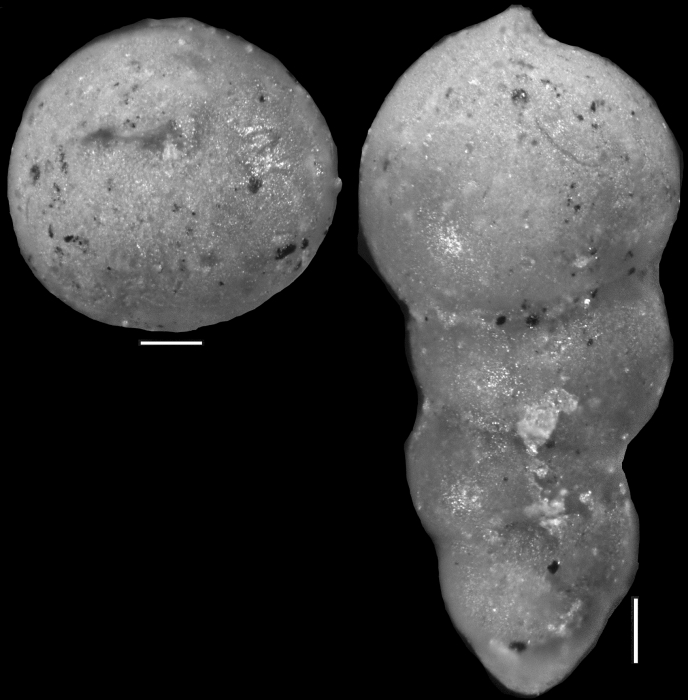 Nodosarella kugleri Cushman & Renz, 1946. Holotype Nodosarella kugleri Cushman & Renz, 1946. Holotype