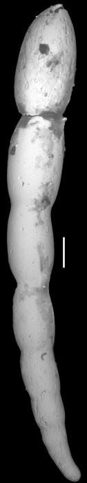 Ellipsonodosaria torrei Palmer & Bermudez, 1936. Holotype Ellipsonodosaria torrei Palmer & Bermudez, 1936. Holotype