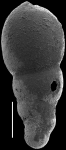 Nodosarella macrocephala (Storm, 1929). Identified specimen