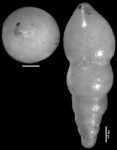 Nodosarella constricta Cushman & Bermudez, 1937 Holotype