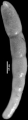 Nodosarella monmouthensis Olsson, 1960 Holotype, author: Hayward, Bruce
