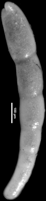 Nodosarella monmouthensis Olsson, 1960 Holotype Nodosarella monmouthensis Olsson, 1960 Holotype