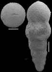 Nodosarella nomurai Hayward, 2012 Paratype