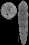 Nodosarella nomurai Hayward, 2012 Paratype