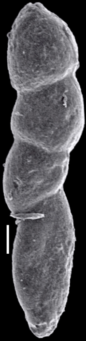 Nodosarella subcompacta (Liebus, 1922) Identified specimen Nodosarella subcompacta (Liebus, 1922) Identified specimen