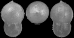 Nodosarella tuberosa (Gumbel, 1868) Identified specimen