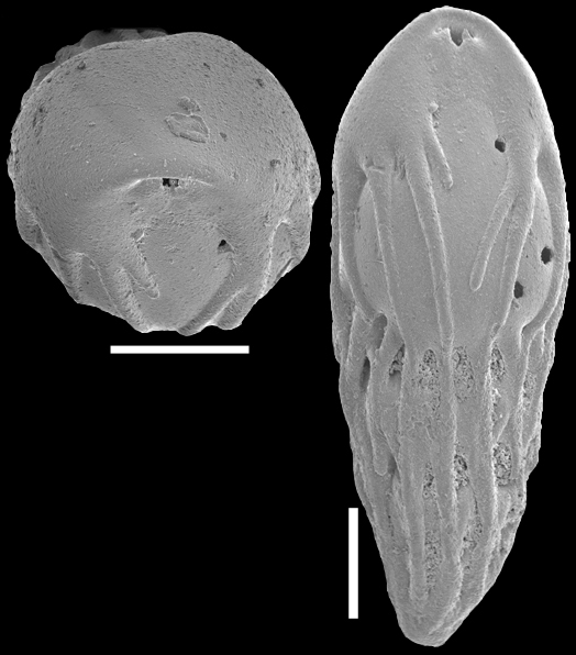 Neopleurostomella pendula (Boltovskoy & Watanabe, 1985). Identified specimen. Neopleurostomella pendula (Boltovskoy & Watanabe, 1985). Identified specimen.