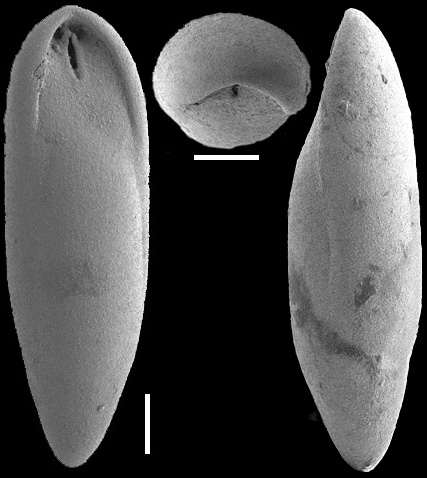 Obesopleurostomella boltovskoyi Hayward, 2012. Holotype Obesopleurostomella boltovskoyi Hayward, 2012. Holotype