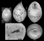 Pleurostomella bierigi var, hebeta Cushman & Stainforth, 1945 Holotype