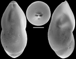 Ossaggittia rimosa (Cushman & Bermudez, 1937) Identified specimen
