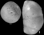 Nodosarela reflecta Cushman & Stainforth, 1945 Holotype, author: Hayward, Bruce