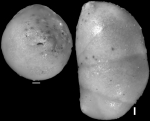 Nodosarela reflecta Cushman & Stainforth, 1945 Holotype