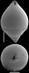 Ossaggittia rostrata (Silvestri, 1904) Identified specimen