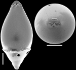 Ossaggittia rostrata (Silvestri, 1904) Identified specimen