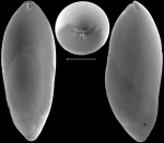Ossaggittia thomasae Hayward & Kawagata, 2012 Holotype