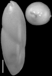 Ossaggittia thomasae Hayward & Kawagata, 2012. Paratype