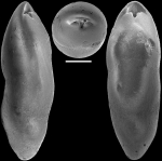 Pleurostomella acuta Hantken, 1875 Identified specimen, author: Hayward, Bruce