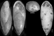 Pleurostomella alazanensis Cushman, 1925. Holotype, author: Hayward, Bruce