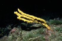 Axinella polypoides