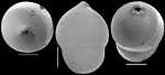 Pleurostomella globulifera Franke, 1913. Identified specimen