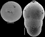 Pleurostomella globulifera Franke, 1913. Identified specimen