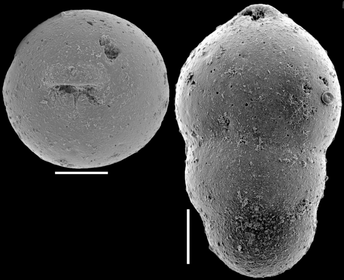 Pleurostomella globulifera Franke, 1913. Identified specimen Pleurostomella globulifera Franke, 1913. Identified specimen