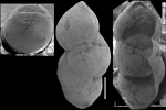 Pleurostomella greatvaleeyensis Trujillo, 1960. Identified specimen