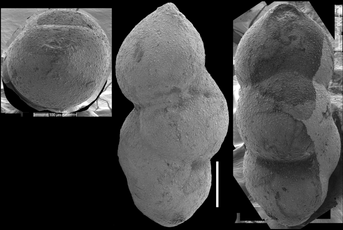 Pleurostomella greatvaleeyensis Trujillo, 1960. Identified specimen Pleurostomella greatvaleeyensis Trujillo, 1960. Identified specimen