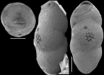 Pleurostomella greatvalleyensis Trujillo, 1960. Identified specimen