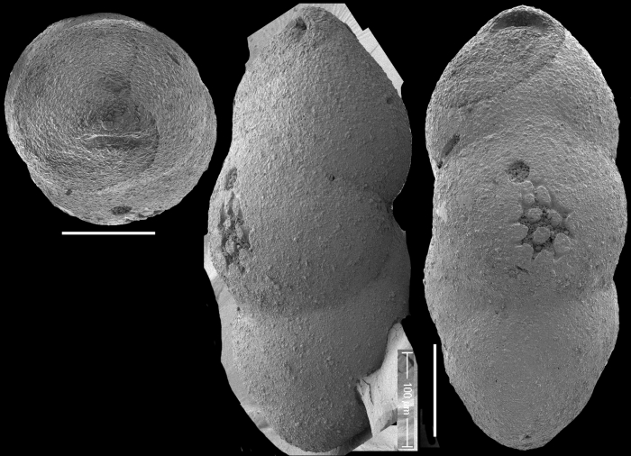 Pleurostomella greatvalleyensis Trujillo, 1960. Identified specimen Pleurostomella greatvalleyensis Trujillo, 1960. Identified specimen