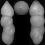 Pleurostomella greatvalleyensis Trujillo, 1960. Identified specimen