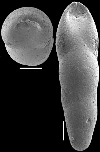 Pleurostomella incrassata Hantken, 1883. Identified specimen Pleurostomella incrassata Hantken, 1883. Identified specimen