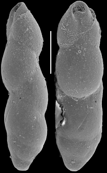 Pleurostomella incrassata Hantken, 1883. Identified specimen Pleurostomella incrassata Hantken, 1883. Identified specimen