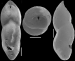 Pleurostomella incrassata Hantken, 1883. Identified specimen