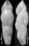 Pleurostomella paleocenica Cushman, 1947, Holotype