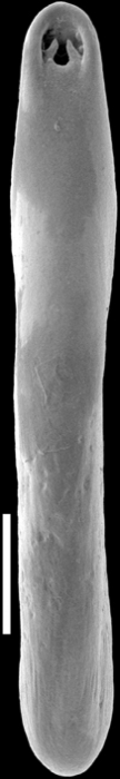Pleurostomella lata Keyzer, 1953. Identified specimen Pleurostomella lata Keyzer, 1953. Identified specimen